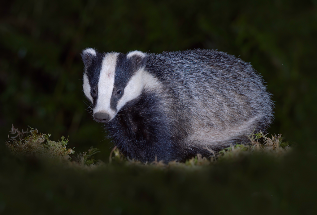 Badger Surveys