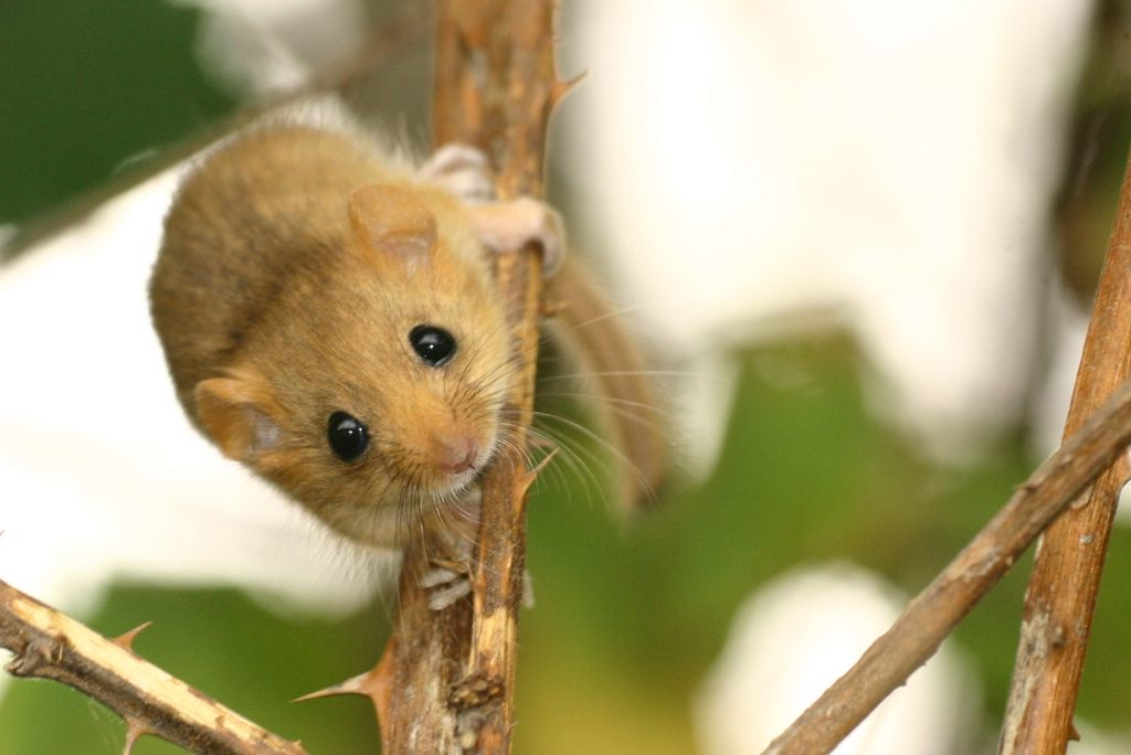 Dormouse Surveys