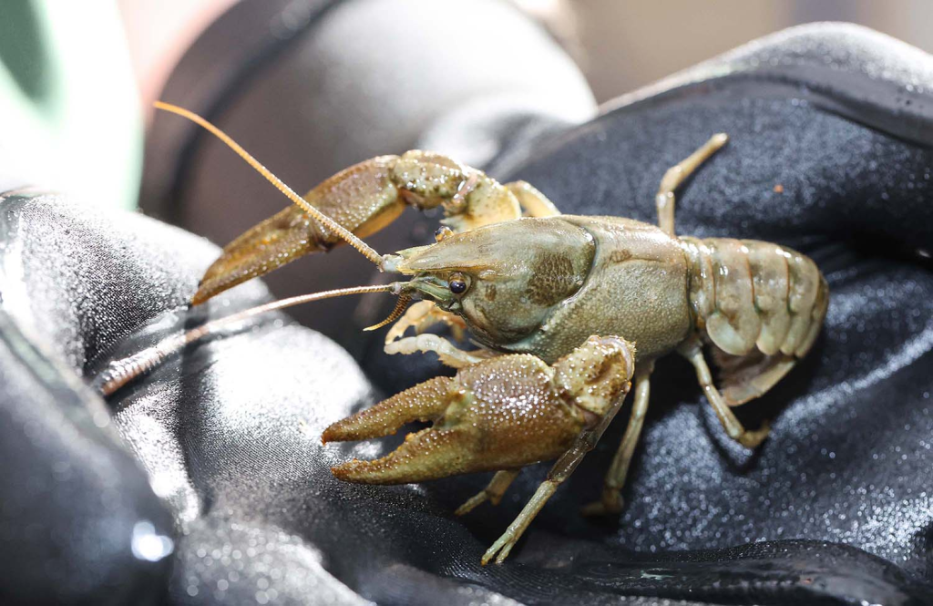 White-clawed crayfish surveys